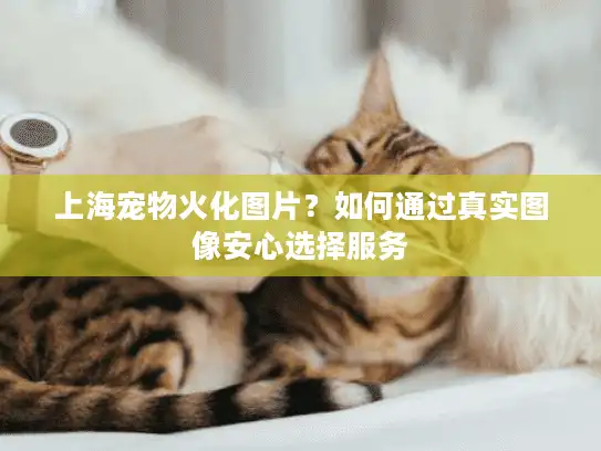 上海宠物火化图片？如何通过真实图像安心选择服务