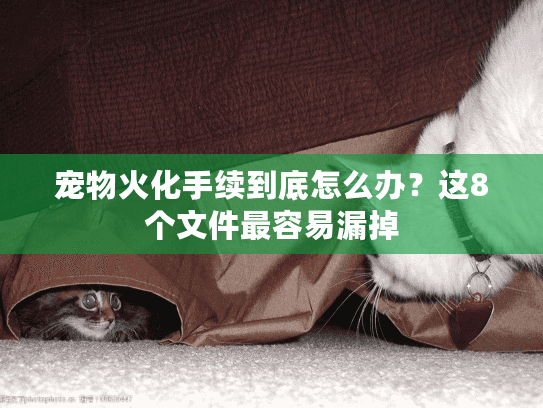 宠物火化手续到底怎么办?这8个文件最容易漏掉 宠物火化手续到底怎么办?这8个文件最容易漏掉