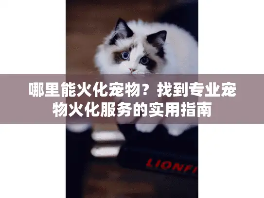 哪里能火化宠物？找到专业宠物火化服务的实用指南