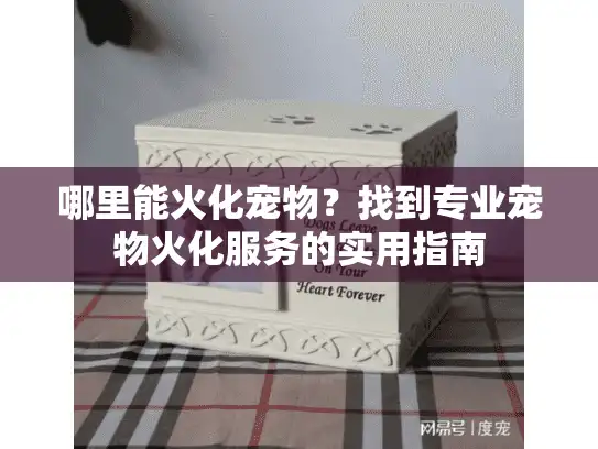 哪里能火化宠物？找到专业宠物火化服务的实用指南