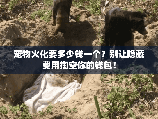 宠物火化要多少钱一个?别让隐藏费用掏空你的钱包! 宠物火化要多少钱一个?别让隐藏费用掏空你的钱包!