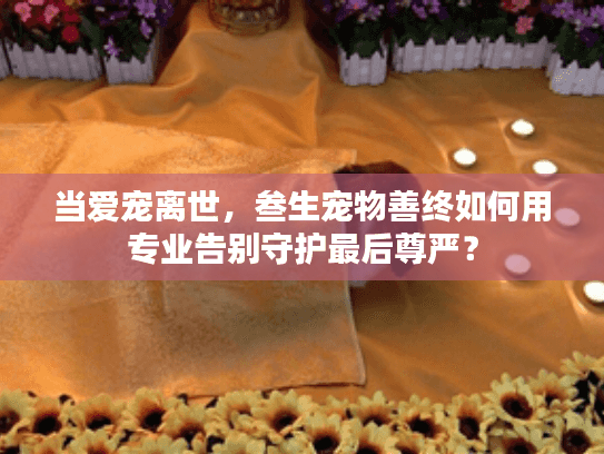 当爱宠离世,叁生宠物善终如何用专业告别守护最后尊严? 当爱宠离世,叁生宠物善终如何用专业告别守护最后尊严?