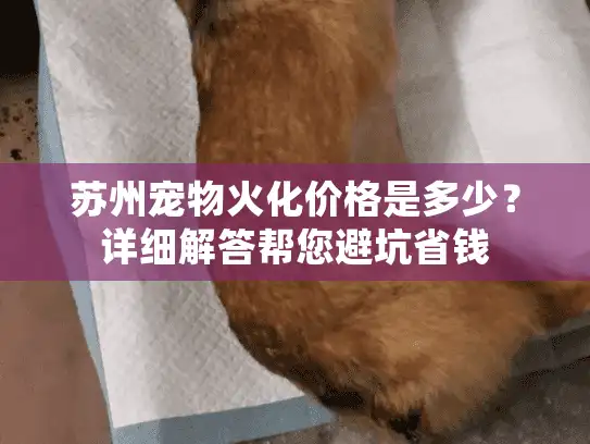 苏州宠物火化价格是多少？详细解答帮您避坑省钱