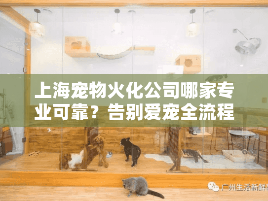 上海宠物火化公司哪家专业可靠？告别爱宠全流程指南