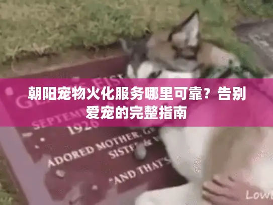 朝阳宠物火化服务哪里可靠？告别爱宠的完整指南