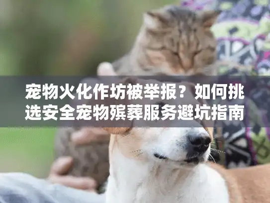 宠物火化作坊被举报？如何挑选安全宠物殡葬服务避坑指南