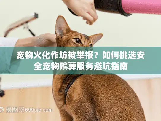 宠物火化作坊被举报？如何挑选安全宠物殡葬服务避坑指南