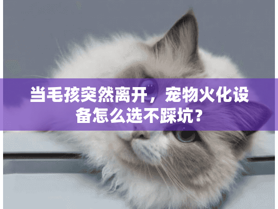 当毛孩突然离开，宠物火化设备怎么选不踩坑？