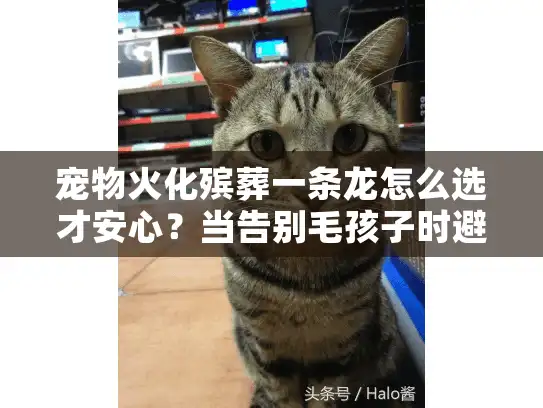 宠物火化殡葬一条龙怎么选才安心？当告别毛孩子时避坑指南