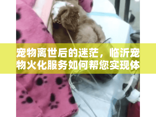 宠物离世后的迷茫,临沂宠物火化服务如何帮您实现体面告别? 宠物离世后的迷茫,临沂宠物火化服务如何帮您实现体面告别?