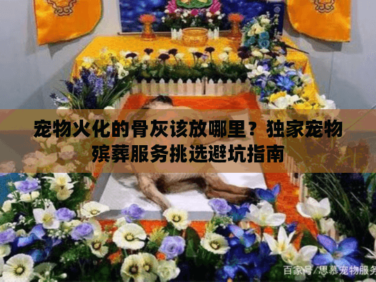 宠物火化的骨灰该放哪里？独家宠物殡葬服务挑选避坑指南