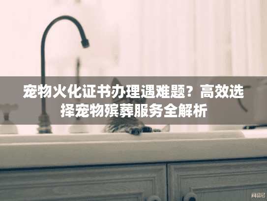 宠物火化证书办理遇难题？高效选择宠物殡葬服务全解析