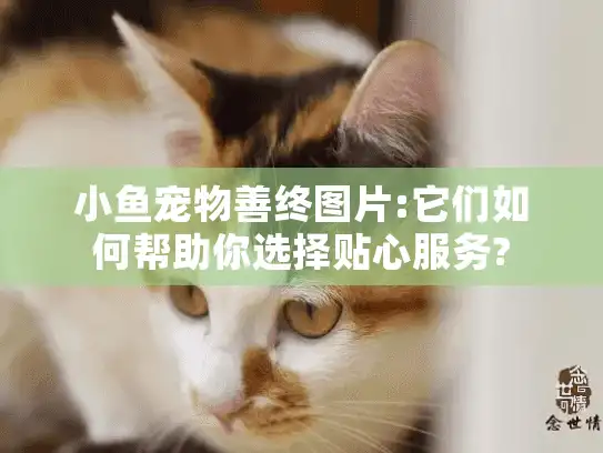 小鱼宠物善终图片:它们如何帮助你选择贴心服务?