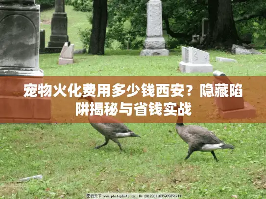 宠物火化费用多少钱西安？隐藏陷阱揭秘与省钱实战
