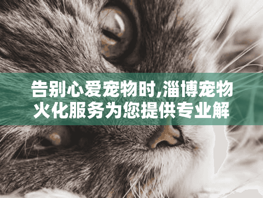 告别心爱宠物时,淄博宠物火化服务为您提供专业解决方案