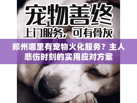 郑州哪里有宠物火化服务？主人悲伤时刻的实用应对方案