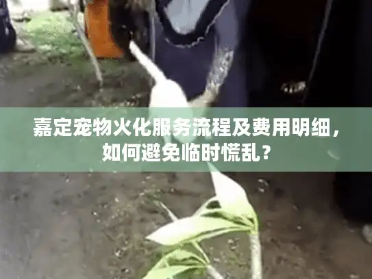嘉定宠物火化服务流程及费用明细，如何避免临时慌乱？