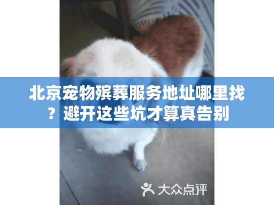 北京宠物殡葬服务地址哪里找？避开这些坑才算真告别