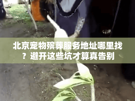 北京宠物殡葬服务地址哪里找？避开这些坑才算真告别