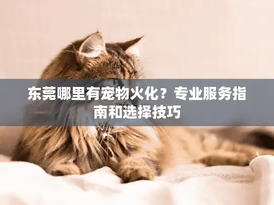 东莞哪里有宠物火化?专业服务指南和选择技巧 东莞哪里有宠物火化?专业服务指南和选择技巧