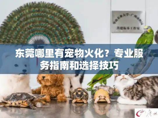 东莞哪里有宠物火化?专业服务指南和选择技巧 东莞哪里有宠物火化?专业服务指南和选择技巧