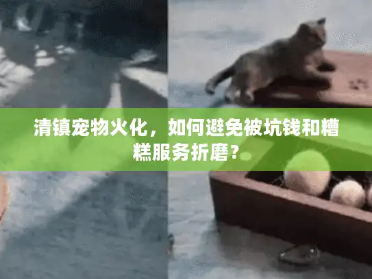 清镇宠物火化,如何避免被坑钱和糟糕服务折磨? 清镇宠物火化,如何避免被坑钱和糟糕服务折磨?