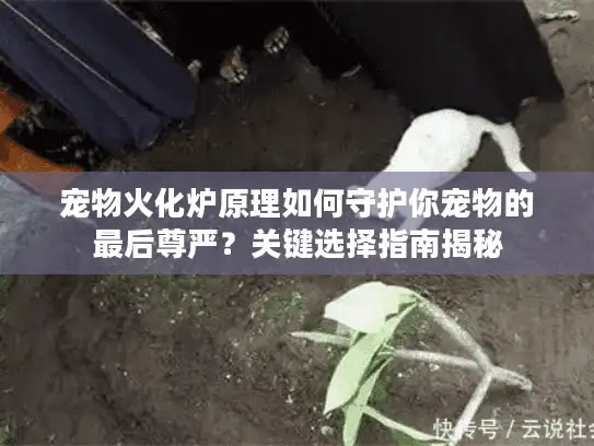 宠物火化炉原理如何守护你宠物的最后尊严？关键选择指南揭秘