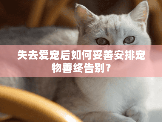 失去爱宠后如何妥善安排宠物善终告别？