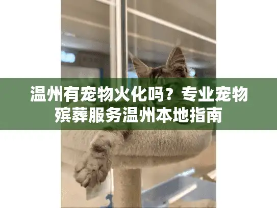 温州有宠物火化吗？专业宠物殡葬服务温州本地指南
