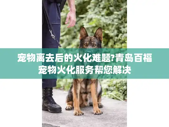 宠物离去后的火化难题?青岛百福宠物火化服务帮您解决