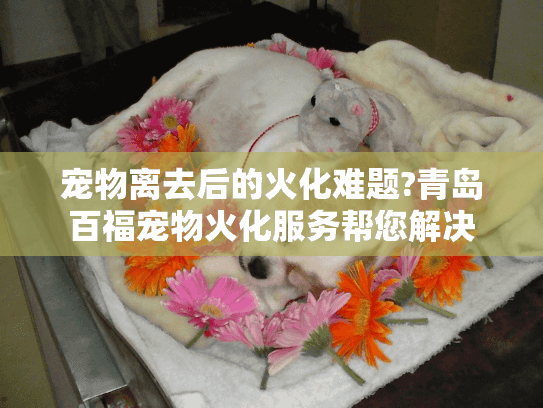 宠物离去后的火化难题?青岛百福宠物火化服务帮您解决