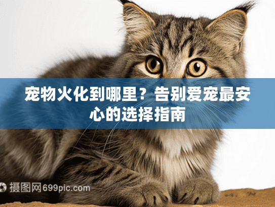 宠物火化到哪里？告别爱宠最安心的选择指南