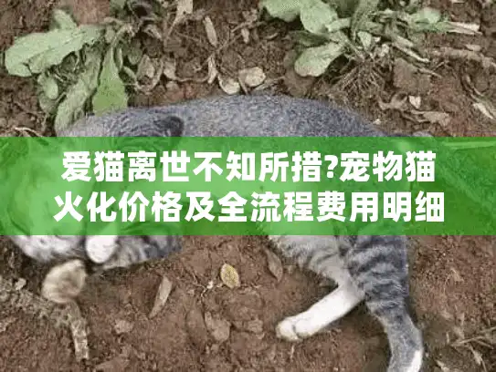 爱猫离世不知所措?宠物猫火化价格及全流程费用明细解析