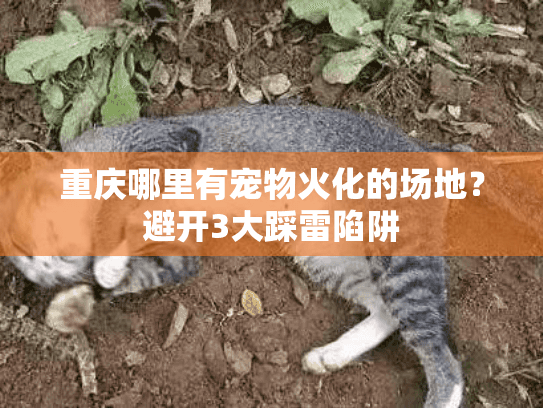 重庆哪里有宠物火化的场地?避开3大踩雷陷阱 重庆哪里有宠物火化的场地?避开3大踩雷陷阱