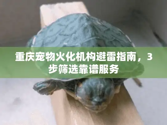 重庆宠物火化机构避雷指南，3步筛选靠谱服务
