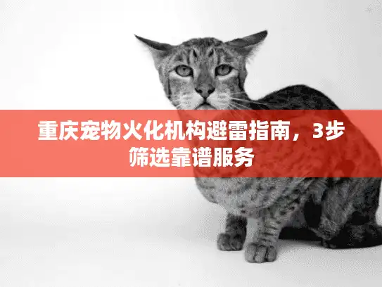 重庆宠物火化机构避雷指南，3步筛选靠谱服务