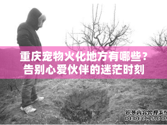 重庆宠物火化地方有哪些?告别心爱伙伴的迷茫时刻 重庆宠物火化地方有哪些?告别心爱伙伴的迷茫时刻