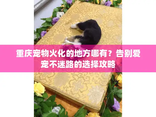 重庆宠物火化的地方哪有？告别爱宠不迷路的选择攻略
