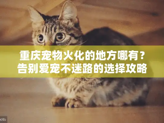 重庆宠物火化的地方哪有？告别爱宠不迷路的选择攻略