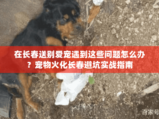 在长春送别爱宠遇到这些问题怎么办?宠物火化长春避坑实战指南 在长春送别爱宠遇到这些问题怎么办?宠物火化长春避坑实战指南