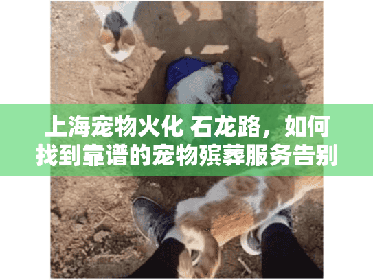 上海宠物火化 石龙路,如何找到靠谱的宠物殡葬服务告别爱宠? 上海宠物火化 石龙路,如何找到靠谱的宠物殡葬服务告别爱宠?