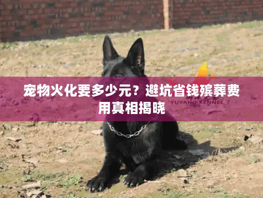 宠物火化要多少元？避坑省钱殡葬费用真相揭晓