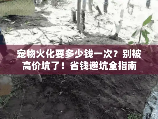 宠物火化要多少钱一次?别被高价坑了!省钱避坑全指南 宠物火化要多少钱一次?别被高价坑了!省钱避坑全指南