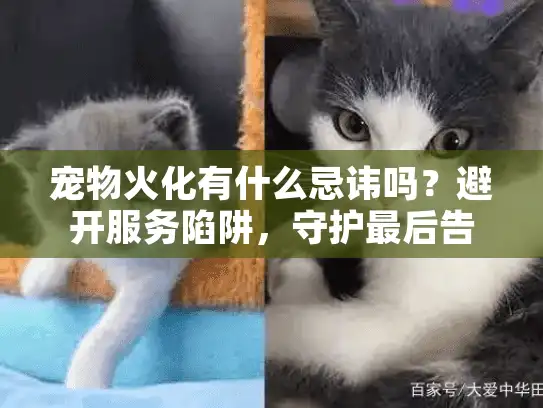 宠物火化有什么忌讳吗？避开服务陷阱，守护最后告别