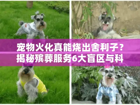 宠物火化真能烧出舍利子？揭秘殡葬服务6大盲区与科学真相！