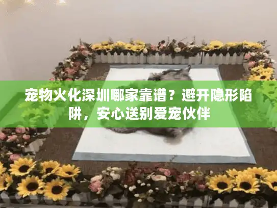 宠物火化深圳哪家靠谱？避开隐形陷阱，安心送别爱宠伙伴