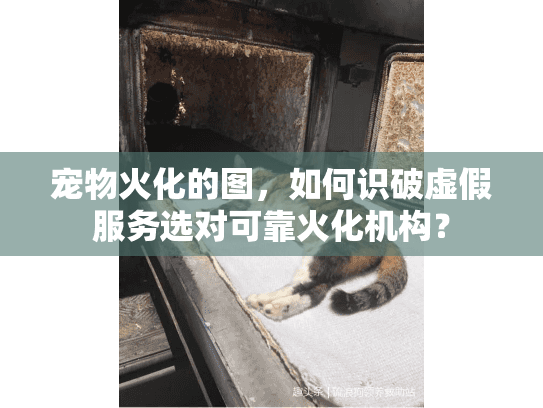 宠物火化的图，如何识破虚假服务选对可靠火化机构？
