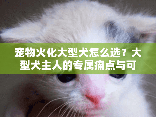 宠物火化大型犬怎么选?大型犬主人的专属痛点与可靠方案 宠物火化大型犬怎么选?大型犬主人的专属痛点与可靠方案