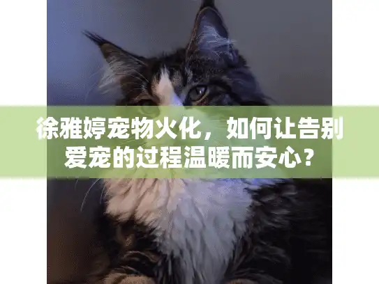 徐雅婷宠物火化，如何让告别爱宠的过程温暖而安心？