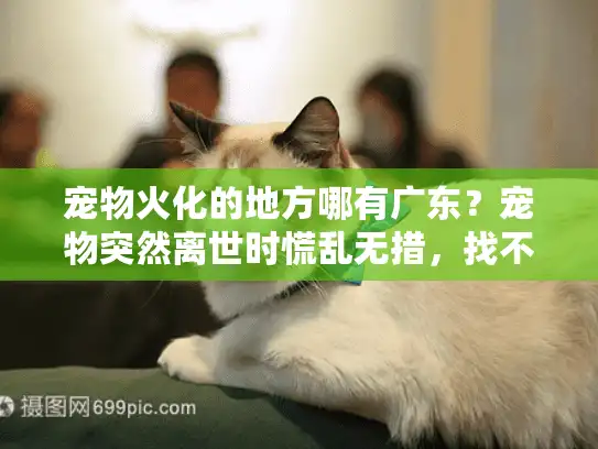 宠物火化的地方哪有广东?宠物突然离世时慌乱无措,找不到专业处理地点的真相揭露 宠物火化的地方哪有广东?宠物突然离世时慌乱无措,找不到专业处理地点的真相揭露